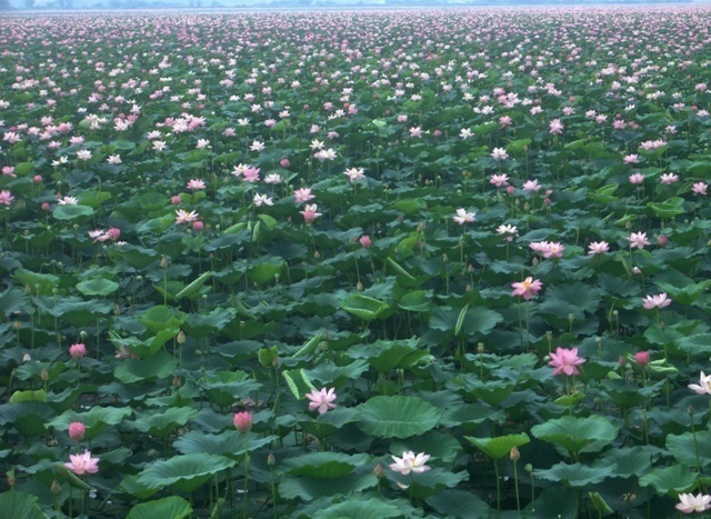 伊豆沼の蓮の花 蔓兵衛の山と庭の日々 伊豆沼の蓮の花 蔓兵衛の山と庭の日々