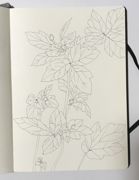 スケッチ「秋明菊の蕾ふくらむ」_a0138978_00134600.jpeg