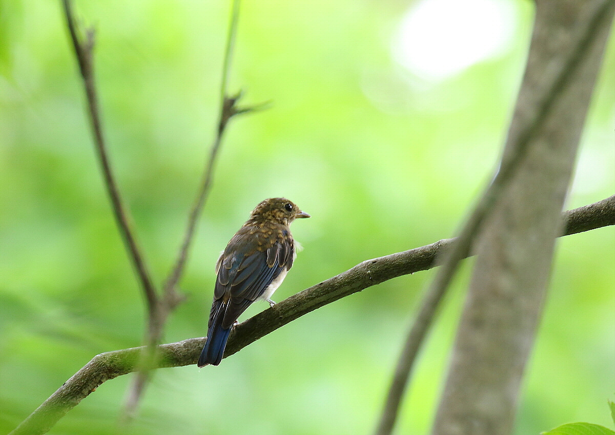 思いがけず・・オオルリ幼鳥_c0113597_13054441.jpg