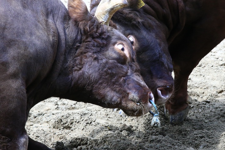 8/2 山古志闘牛 角栄号-雄山_b0016600_23325366.jpg