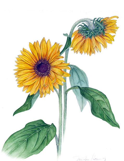 絵画 向日葵 花 水彩 植物画 ボタニカルアート art watercolor ヒマワリを描きました～ : ボタニカルアート～四季折々～