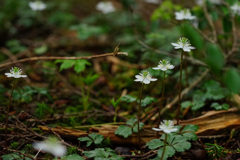 みちのく花の山へⅢ_d0357817_14175486.jpg