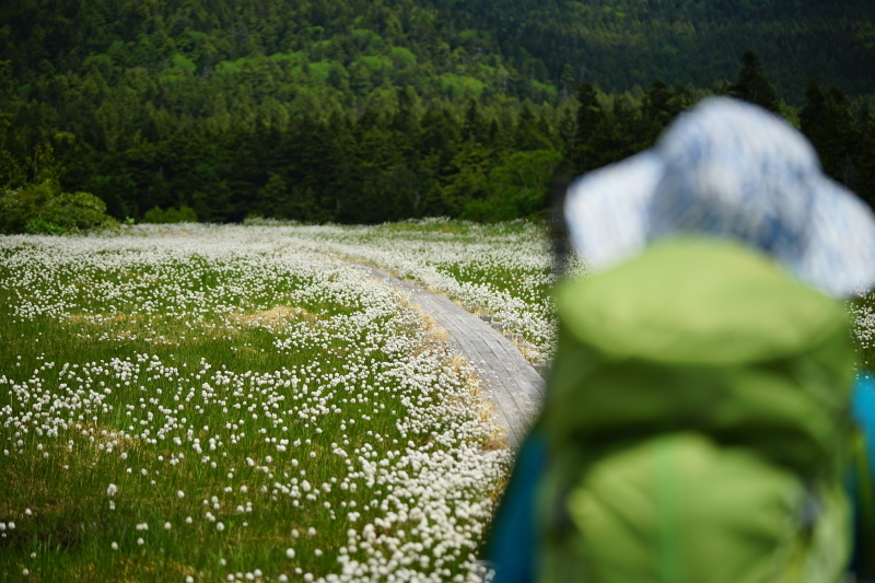 みちのく花の山へⅢ_d0357817_14185015.jpg