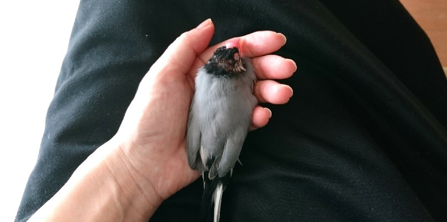 今日の文鳥 おうち日記 今日の文鳥 おうち日記