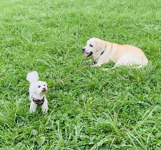 dogs in the park 元気です♪_a0165160_15470184.jpg