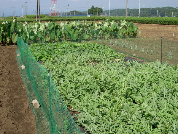 除草、耕転がやっと終わった~~~_d0225575_21493341.jpg