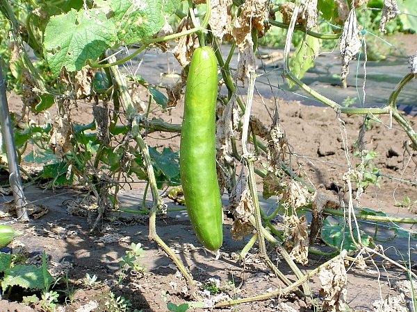 除草、耕転がやっと終わった~~~_d0225575_22065634.jpg