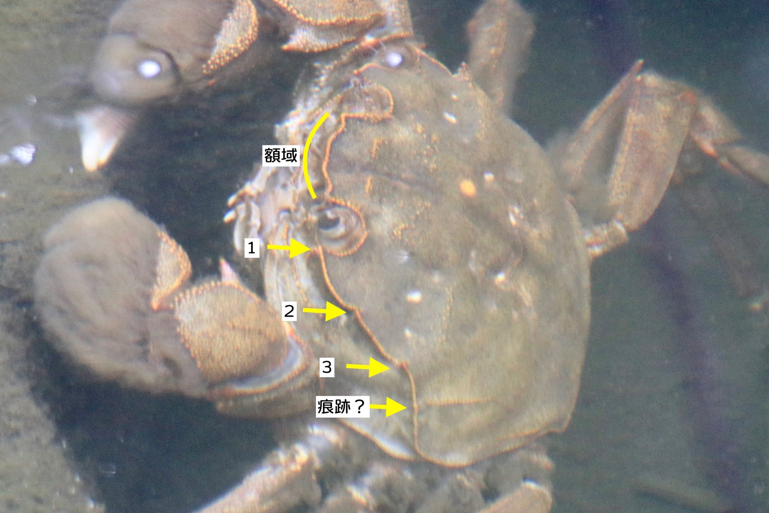 水元かわせみの里で、モクズガニを発見！ : 水元かわせみの里水辺の