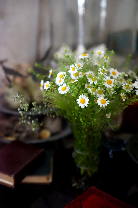 カモミール かわいい小花たち La Fleur