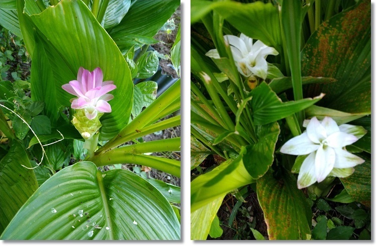 ウコンの花と奇妙な雑草 すきな ことに かこまれて ウコンの花と奇妙な雑草 すきな ことに かこまれて