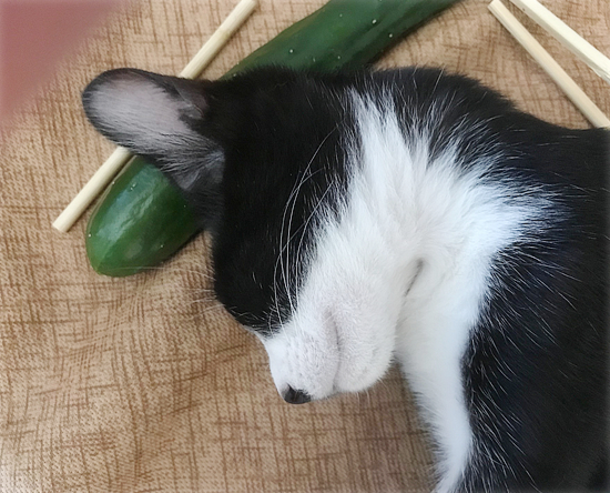 じぶんまくら_a0389088_05300122.jpg