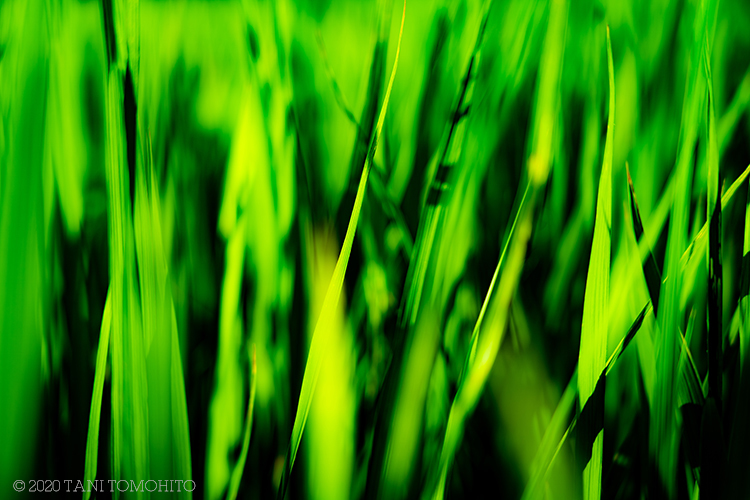 青々しい夏_d0039493_19174458.jpg
