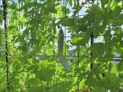ナスとピーマンの更新剪定 Mary S Allotment Garden ナスとピーマンの更新剪定 Mary S Allotment Garden