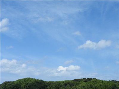ナスとピーマンの更新剪定 Mary S Allotment Garden ナスとピーマンの更新剪定 Mary S Allotment Garden