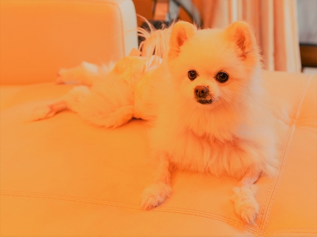 よくないニュース_d0360206_00540530.jpg