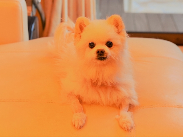 よくないニュース_d0360206_00541463.jpg