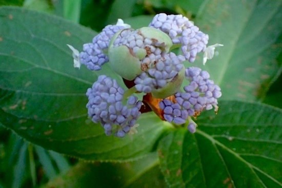 ８月の森で見つけたもの タマアジサイ 玉紫陽花 ヒイロタケ 緋色茸 世話要らずの庭