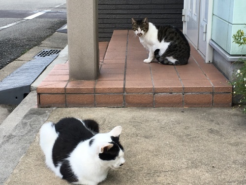 異常な暑さ_d0184114_20261492.jpeg