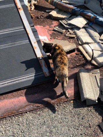 車中泊で猫島めぐりの旅 2日目 ー青島ー こりさの日記部屋 車中泊で猫島めぐりの旅 2日目 ー青島ー こりさの日記部屋