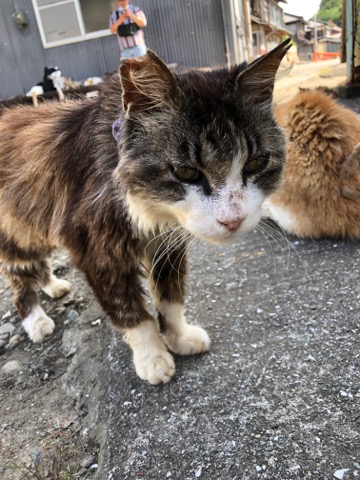 車中泊で猫島めぐりの旅 2日目 ー青島ー こりさの日記部屋 車中泊で猫島めぐりの旅 2日目 ー青島ー こりさの日記部屋