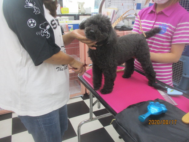 ８月１７日 シャンプー教室 犬家ブログ