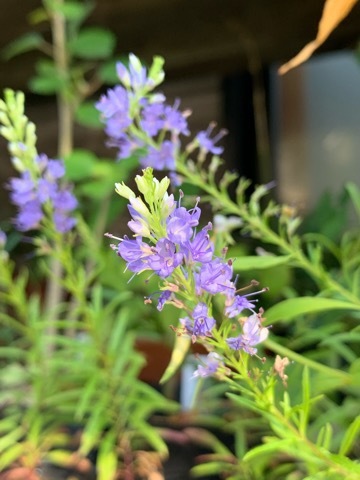 サンイントラノオ 白花サンイントラノオ 園芸のいのうえ屋 園芸のいのうえ屋