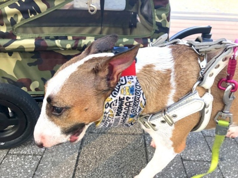 噴水鑑定犬って ミニチュアブルテリア ハイジとcorvette Days