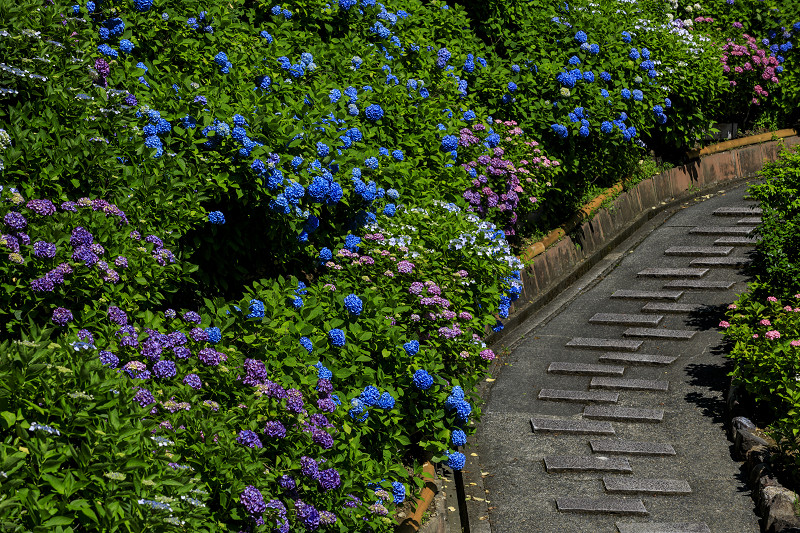 善峯寺の紫陽花とサツキ_f0155048_23231367.jpg