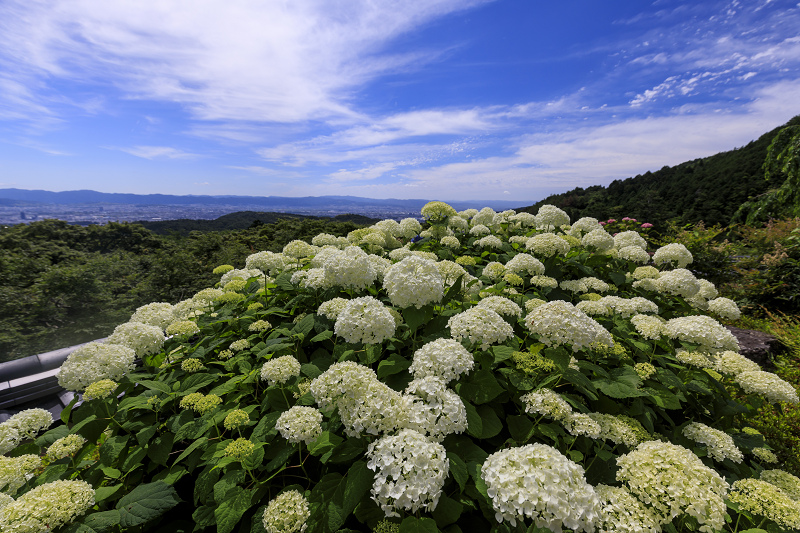 善峯寺の紫陽花とサツキ_f0155048_23273558.jpg