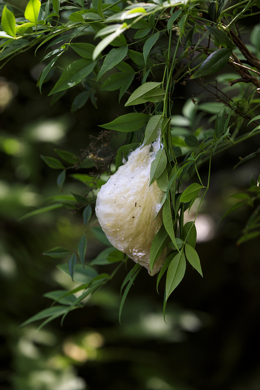 善峯寺の紫陽花とサツキ_f0155048_23313940.jpg