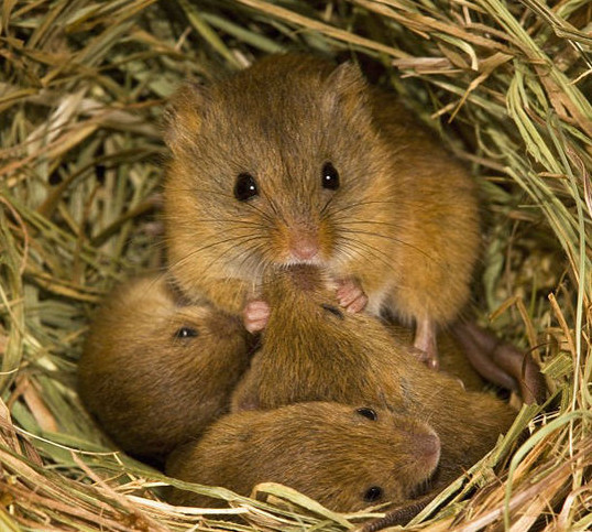 かやねずみの巣 8/17 : 綾部ふれあい牧場