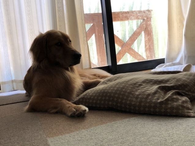 休日。_a0394574_09492298.jpeg