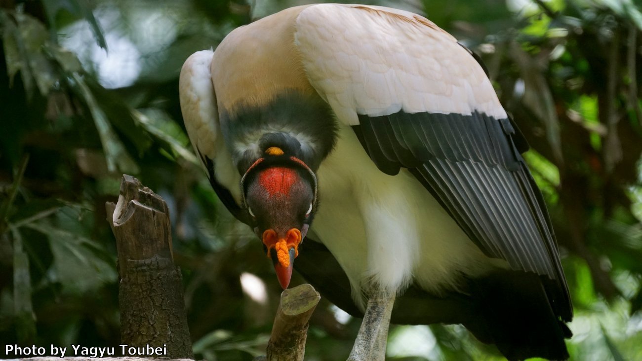 ベリーズ 動物園の King Vulture キング ヴァルチャー とことん写真