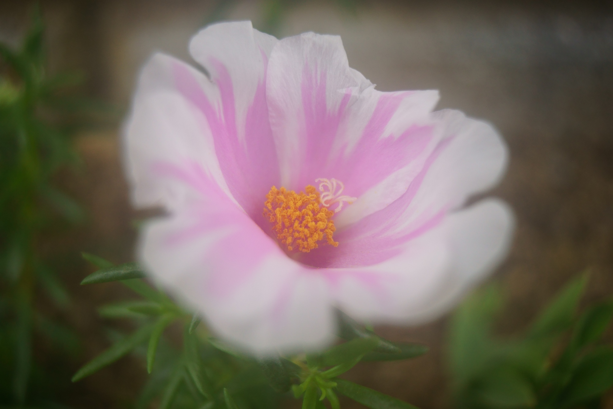REVUENON 28mm f/3.5 マクロレンズ REVUENON MACRO-REVUENON MC 28mm F3.5 でぶらり : 写真機持って