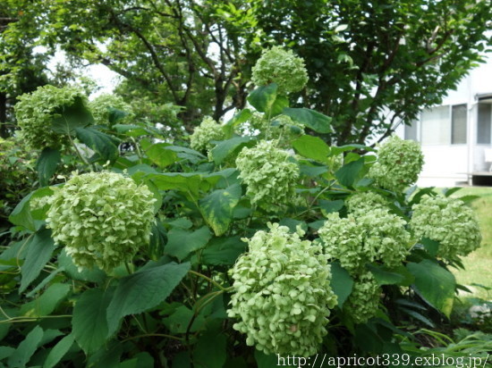 夏の庭しごと 庭に咲いた低木と宿根草の花 シンプルで心地いい暮らし