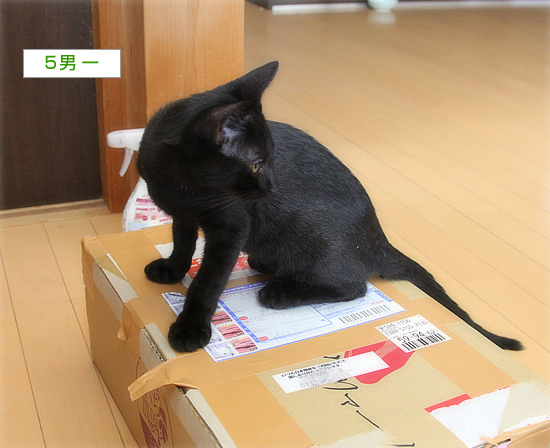 ミニマムズ、箱に目覚める_a0389088_15033660.jpg
