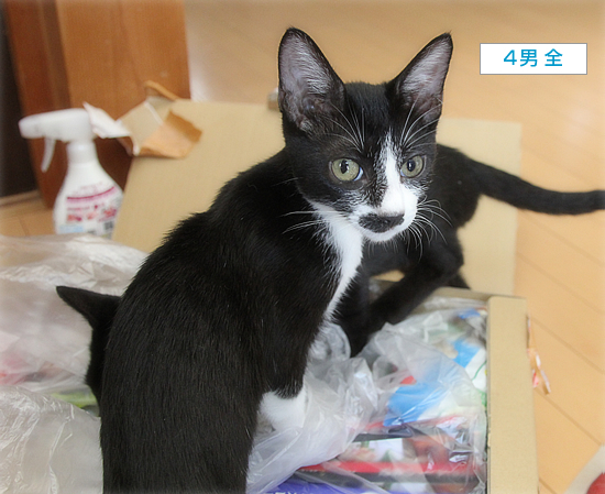 ミニマムズ、箱に目覚める_a0389088_15033678.jpg