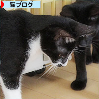 ポケモン、ゲットならず?_a0389088_15220802.jpg