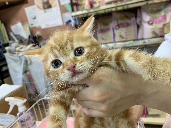 レッドタビーのアメショの子を迎え入れる最後の準備をする 猫とオヤジの静かなる日々 レッドタビーのアメショの子を迎え入れる最後の準備をする 猫とオヤジの静かなる日々