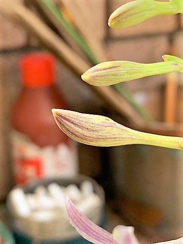 対馬ギボウシ　ツシマギボウシ～園芸のいのうえ屋_f0321023_08475563.jpg