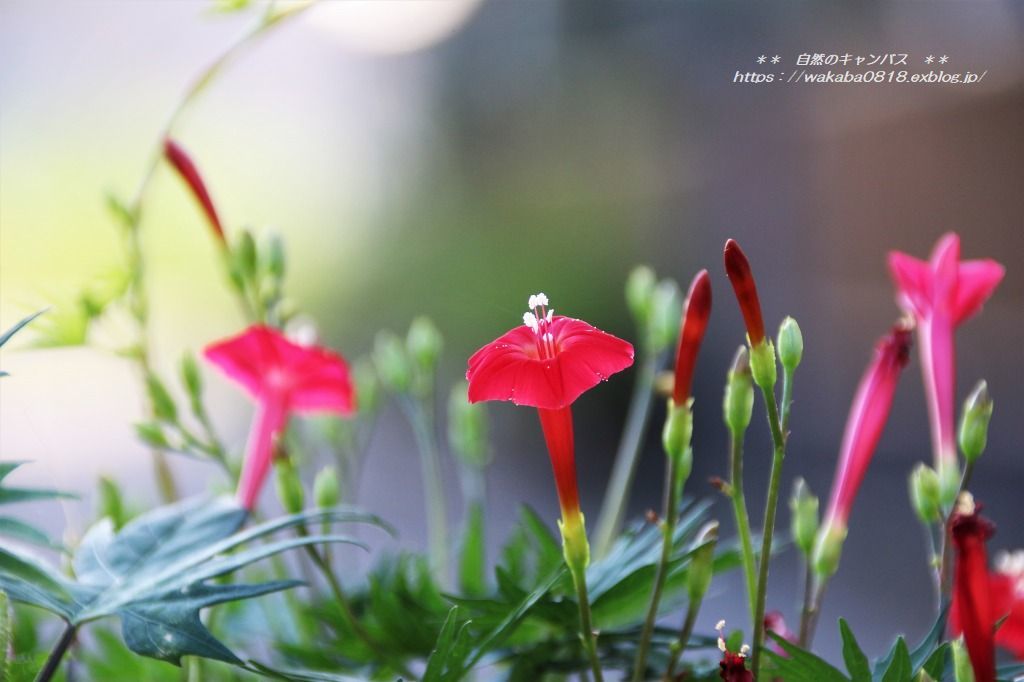 道端に咲く可愛い花の名前と可哀そうな花の名前 自然のキャンバス