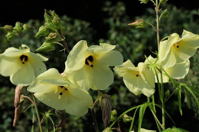 ■　真夏の花 ３種 (2)　　　20.8.18　　　（トロロアオイ、ナンバンギセル、クコ）_e0339873_17340077.jpg