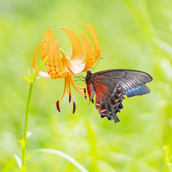 夏の箱根湿生花園 エーデルワイスブログ 夏の箱根湿生花園 エーデルワイスブログ