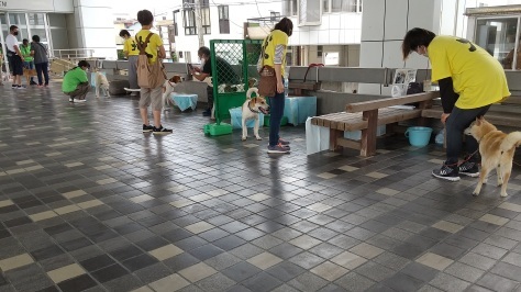静岡県の犬殺処分=0頭を是非達成へ!_d0050503_12010258.jpg