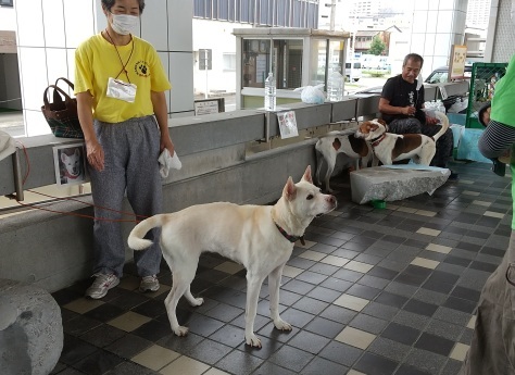 静岡県の犬殺処分 ０頭を是非達成へ 静岡県議会議員 加藤もとあき の夢と希望