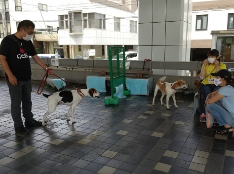 静岡県の犬殺処分=0頭を是非達成へ!_d0050503_12015101.jpg