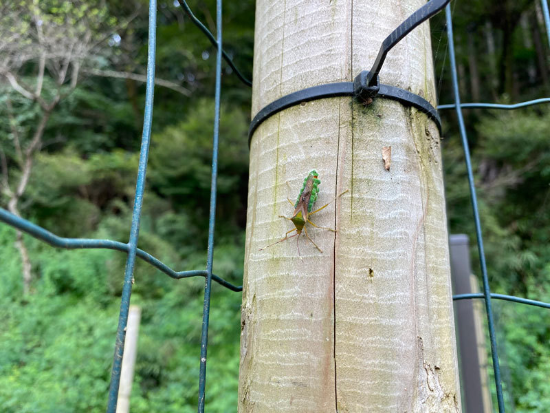 身体にコケのようなふわふわしたものがついていました 昆虫ブログ むし探検広場 身体にコケのようなふわふわしたものがついていました 昆虫ブログ むし探検広場