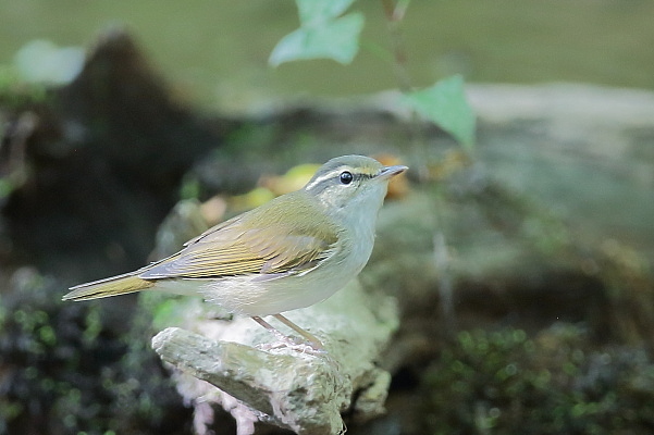 久しぶり、お山の水場…エゾムシクイ_e0413627_14314028.jpg