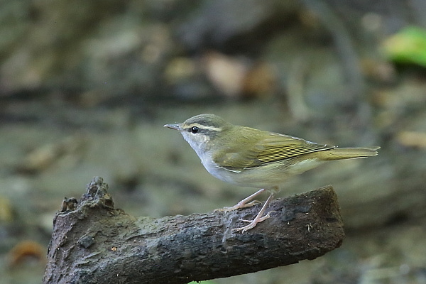 久しぶり、お山の水場…エゾムシクイ_e0413627_14320990.jpg
