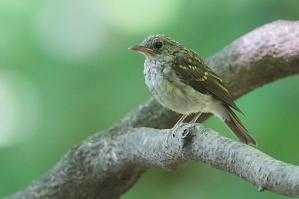 久しぶり、お山の水場…キビタキ_e0413627_15522376.jpg